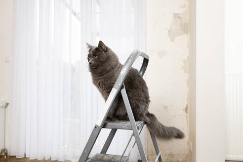 Graue flauschige Katze sitzt auf der Trittleiter in einem renovierten Haus - ELMF00065