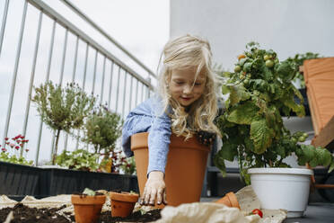 Schelmisches Mädchen mit schmutzigen Händen sitzt im Topf in der Nähe von Tomatenpflanzen auf dem Balkon - NSTF00017