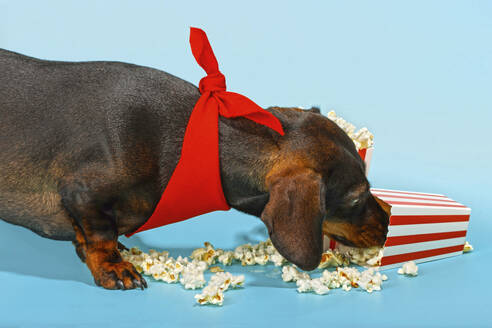 Dachshund dog wearing red bandana and eating popcorn over blue background - RDTF00051