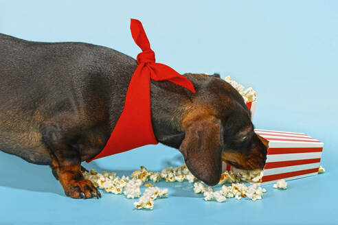 Dackelhund mit rotem Halstuch und Popcorn auf blauem Hintergrund - RDTF00051