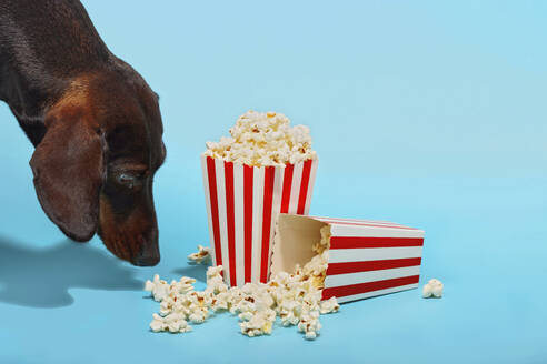 Dackel Hund riecht Popcorn über blauen Hintergrund - RDTF00053
