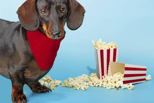 Cute Dachshund dog wearing red bandana near popcorn - RDTF00055