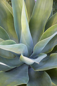 Nahaufnahme einer grünen Aloe-Pflanze - TETF02552