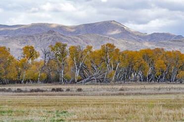 USA, Idaho, Bellevue, Felder und Hügel in der Herbstsaison bei Sun Valley - TETF02562