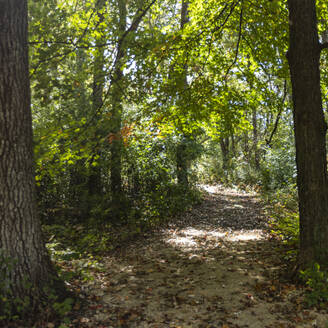 USA, Wisconsin, Sun shining through trees in forest in Donald County Park near Madison - TETF02564