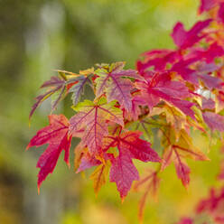 USA, Idaho, Bellevue, Close-up of red maple leaves in Fall near Sun Valley - TETF02565
