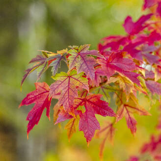 USA, Idaho, Bellevue, Nahaufnahme von roten Ahornblättern im Herbst in der Nähe von Sun Valley - TETF02565