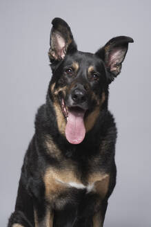 Studioporträt eines Deutschen Schäferhundes gemischter Rasse - TETF02588