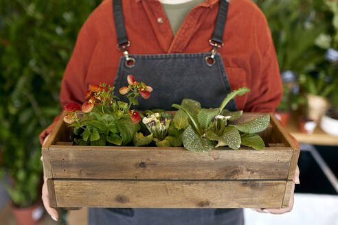 Gardener holding crate of plants - SANF00206