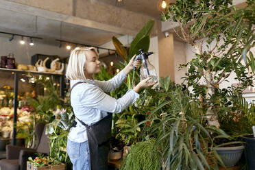 Gardener spraying water on plants in garden center - SANF00218