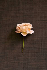 Orange rose flower on fabric - SANF00220