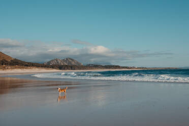 Ein ruhiger Strand in Larino, Galicien, mit einem Hund, der das Ufer vor dem Hintergrund sanfter Wellen und eines bergigen Horizonts genießt. - ADSF53218