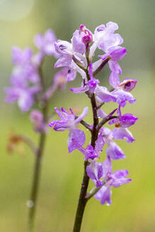 Nahaufnahme einer zarten Orchis langei mit einem Tröpfchen, das ein Bündel violetter Blüten zeigt - ADSF53221
