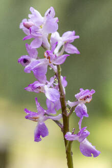 Eine zarte Orchis langei, die ihre leuchtend violetten Blüten vor einem Weichzeichner-Hintergrund präsentiert. - ADSF53222