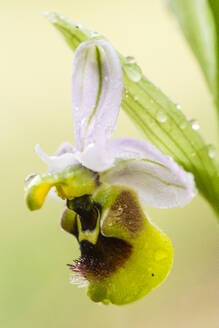 Nahaufnahme der zarten Orchidee Ophrys ficalhoana mit frischen Wassertropfen, die ihre leuchtenden Blütenblätter schmücken. - ADSF53223