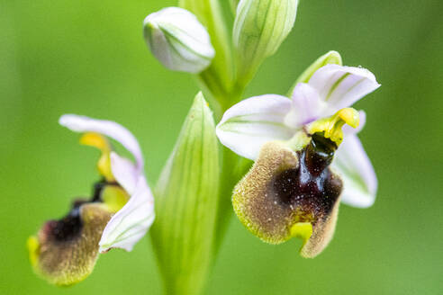 Nahaufnahme der Orchidee Ophrys ficalhoana mit ihren charakteristischen, an Bienen erinnernden Blüten vor einem sanften grünen Hintergrund. - ADSF53224