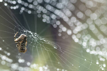 Eine akribische Kugelweberspinne sichert ihre gefangene Beute in den zarten Fäden eines komplizierten Spinnennetzes, das von schimmernden Tautropfen hervorgehoben wird. - ADSF53225