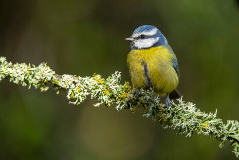 Eine Cyanistes caeruleus, bekannt als Blaumeise, sitzt auf einem mit Flechten bedeckten Ast vor einem unscharfen grünen Hintergrund - ADSF53226