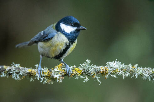 Ein Parus major, gemeinhin als Kohlmeise bekannt, hockt auf einem mit Flechten bedeckten Ast - ADSF53230