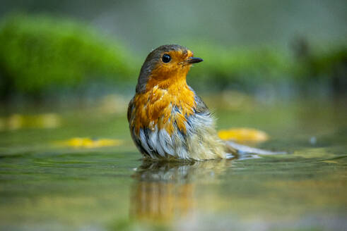 Ein Erithacus rubecula, bekannt als das europäische Rotkehlchen, badet in flachem Wasser mit moosbewachsenen Rändern - ADSF53231