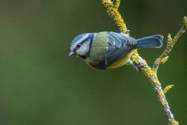 Eine Blaumeise (Cyanistes caeruleus) hockt auf einem moosbewachsenen Ast mit grünem Hintergrund - ADSF53232