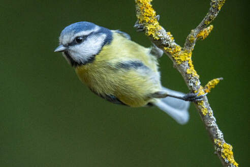 Eine Cyanistes caeruleus, auch bekannt als Blaumeise, klammert sich an einen mit Flechten überzogenen Ast - ADSF53233