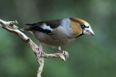 A Coccothraustes coccothraustes, commonly known as the Hawfinch, perches on a bare twig - ADSF53234