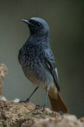 A male Phoenicurus ochruros, known as the Black Redstart, standing on a rock - ADSF53235