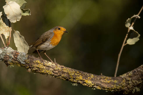 Ein Erithacus rubecula, auch bekannt als das Rotkehlchen, sitzt auf einem moosbewachsenen Ast - ADSF53236