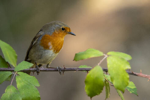 Ein Rotkehlchen, Erithacus rubecula, sitzt auf einem dornigen Zweig inmitten von grünen Blättern vor einem weichen, verschwommenen Hintergrund - ADSF53237