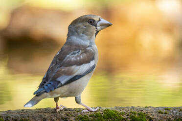 A common Hawfinch, Coccothraustes coccothraustes, perches by water with a reflective golden background - ADSF53238