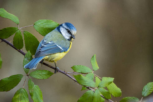 Eine Blaumeise, Cyanistes caeruleus, sitzt auf einem Zweig zwischen grünen Blättern vor einem Weichzeichner-Hintergrund - ADSF53239