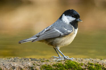 A coal tit, Periparus ater, standing on mossy ground with a blurred golden background - ADSF53240