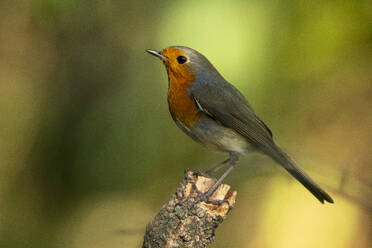 A European robin, Erithacus rubecula, perches on a stump against a blurred green background - ADSF53241