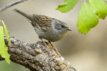 A dunnock, Prunella modularis, perched attentively on a textured branch among green leaves - ADSF53242
