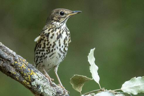 Eine Singdrossel, Turdus philomelos, sitzt auf einem mit Flechten bewachsenen Ast vor einem gedämpften grünen Hintergrund - ADSF53244