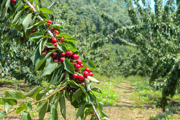 Bunch of fresh ripe and tasty red cherries on tree branch with green leaves for harvest in fruit garden - ADSF53273