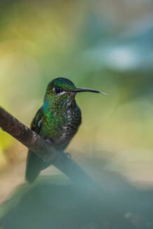 Ein farbenfroher Kolibri sitzt ruhig auf einem schlanken Ast inmitten eines sanft verschwommenen grünen Hintergrunds und präsentiert sein schillerndes Gefieder. - ADSF53276