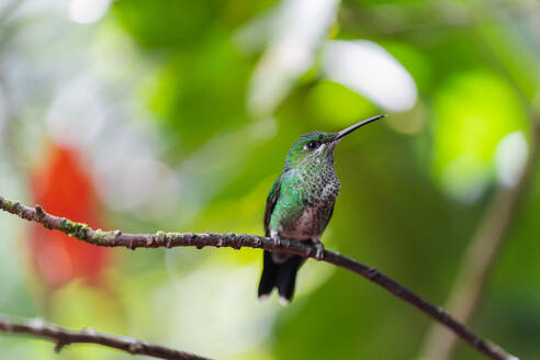 Von unten ruht ein wunderschöner grüner Kolibri auf einem Zweig, dessen schillernde Federn im sanften Licht der Waldumgebung schimmern. - ADSF53277