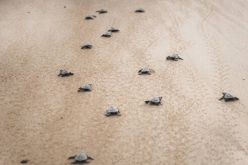 A group of baby green sea turtles (Chelonia mydas) trekking across sandy beach towards the sea after hatching. - ADSF53279