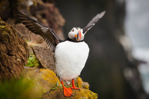 Der schöne Papageientaucher, eine seltene Vogelart, fotografiert in Island - INGF12880