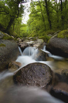 Natürlicher Fluss, der durch den Wald fließt - INGF12897