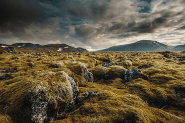 Icelandic moss cover volcanic rocks9 - INGF12899