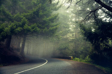 Beautiful road in the middle of a forest - Madeira, Portugal - INGF12976