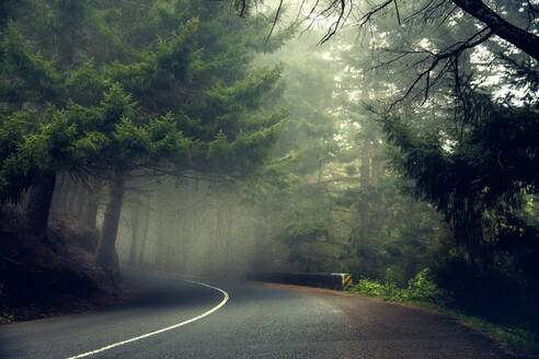 Wunderschöne Straße inmitten eines Waldes - Madeira, Portugal - INGF12976