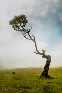 Schöne Landschaft mit uralten Bäumen auf der Insel Madeira - Portugal - INGF12979