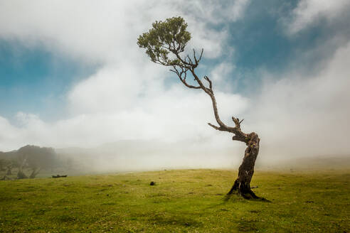Schöne Landschaft mit einem alten Baum auf der Insel Madeira - Portugal - INGF12980
