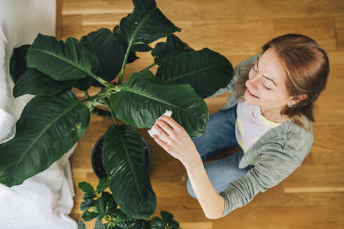 Woman dusting green plant at home - TILF00080