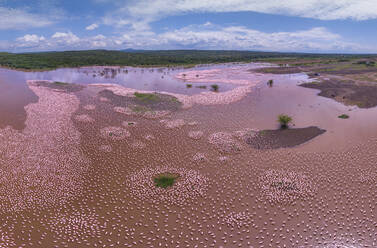 Aerial panoramic view of Pink Flamingo in Lake Bogoria, Baringo district, Kenya. - AAEF26104