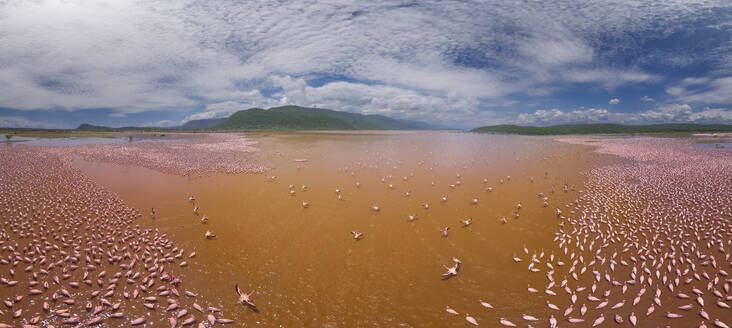 Aerial panoramic view of Pink Flamingo in Lake Bogoria, Baringo district, Kenya. - AAEF26105